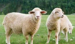 羊了个羊娱乐吃瓜爆料,揭秘娱乐圈最新爆料背后的真相